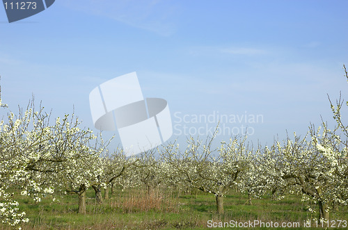 Image of Apple orchard