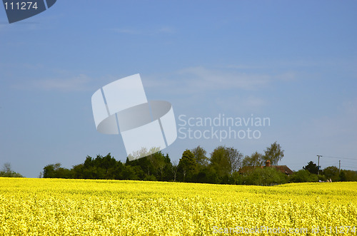 Image of Rapeseed field with blue sky and text space