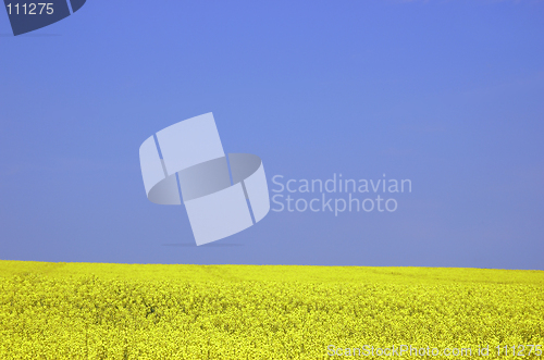 Image of Rapeseed field with blue sky and text space