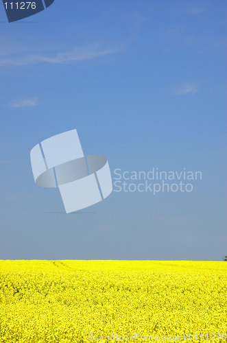 Image of Rapeseed field with blue sky and text space