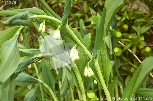 Image of Solomon's Seal