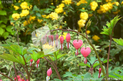 Image of bleeding heart