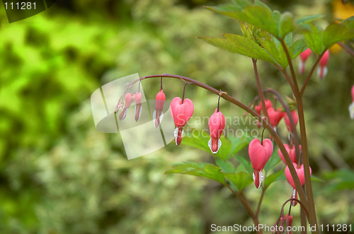 Image of bleeding heart