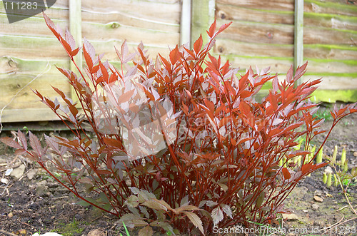 Image of Astilbe in spring