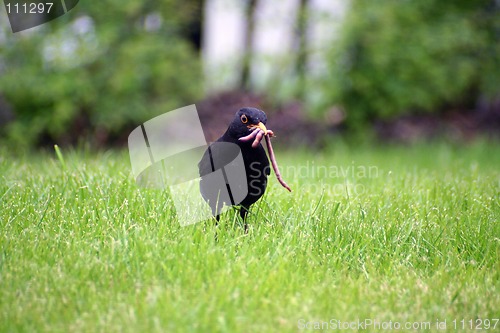 Image of Blackbird with worms