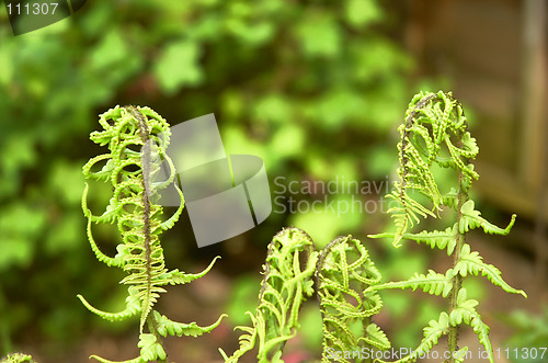 Image of Fern