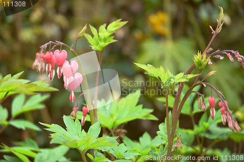 Image of bleeding heart