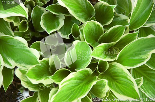 Image of Hosta