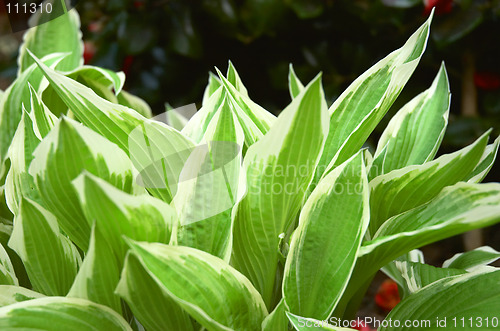 Image of Hosta