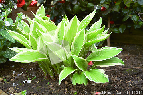 Image of Hosta