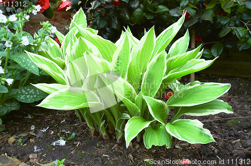 Image of Hosta