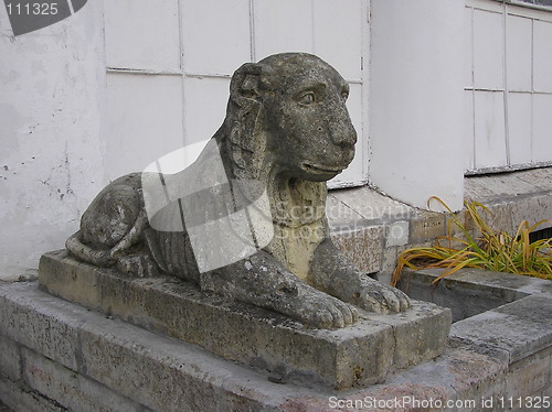 Image of lion