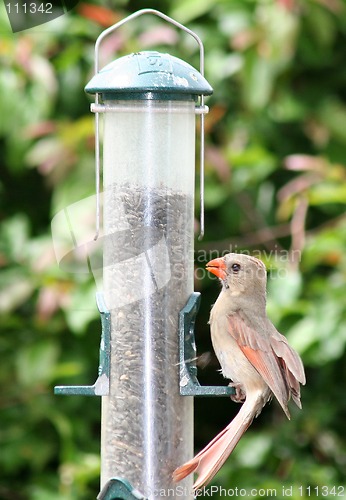 Image of Feeding Female Cardinal