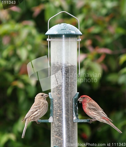 Image of Feeding Finches