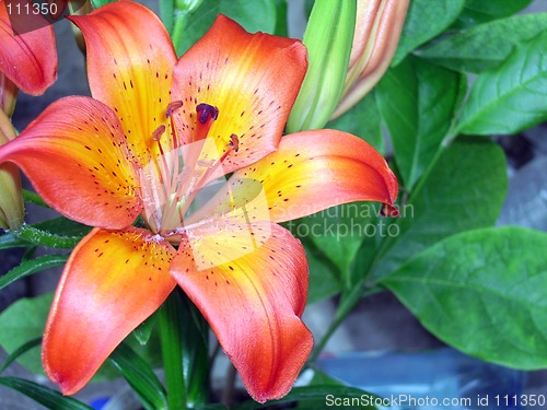 Image of Lily