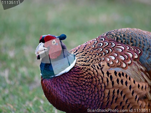 Image of Pheasant