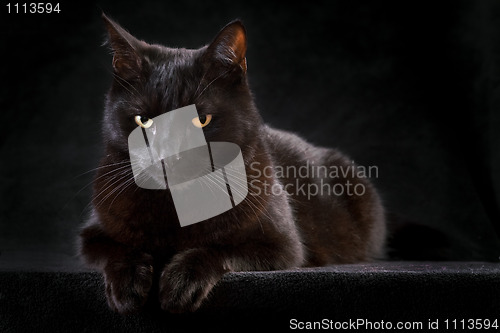 Image of black cat