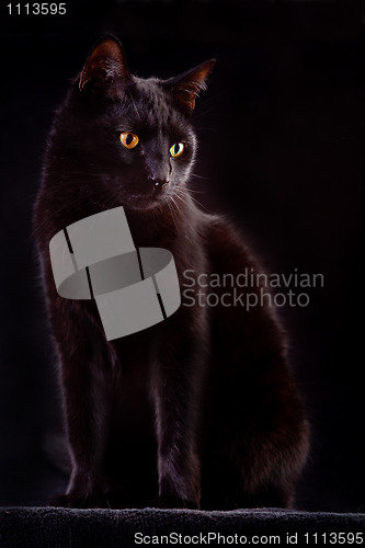 Image of black cat