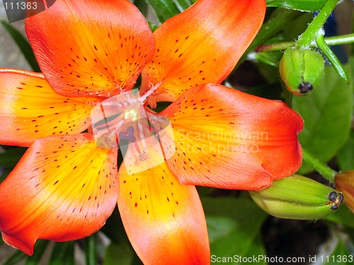 Image of Lily