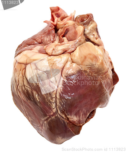 Image of Heart