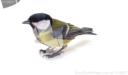 Image of Great Tit, Parus Major