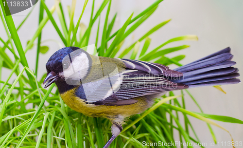 Image of Great Tit, Parus Major