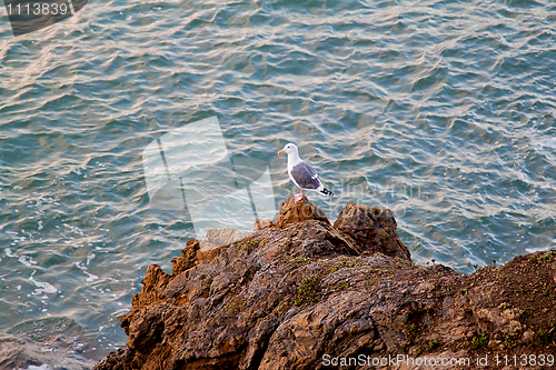 Image of A seagull