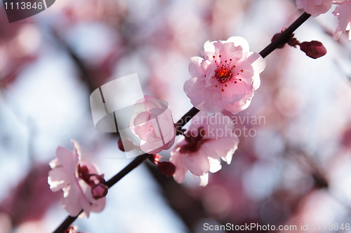 Image of Blooming tree