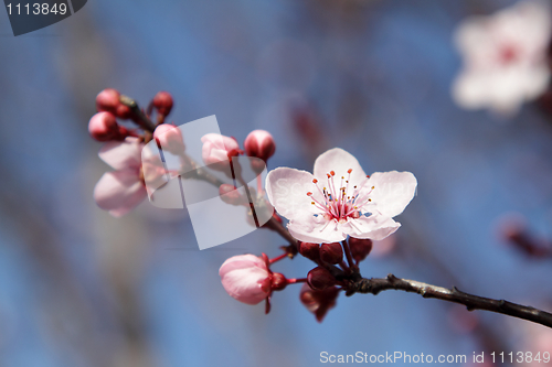 Image of Blooming tree