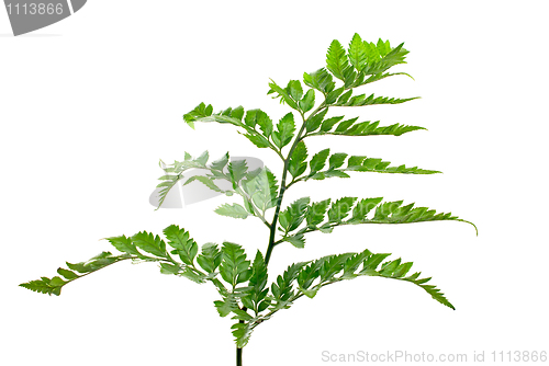 Image of Fern leaf 