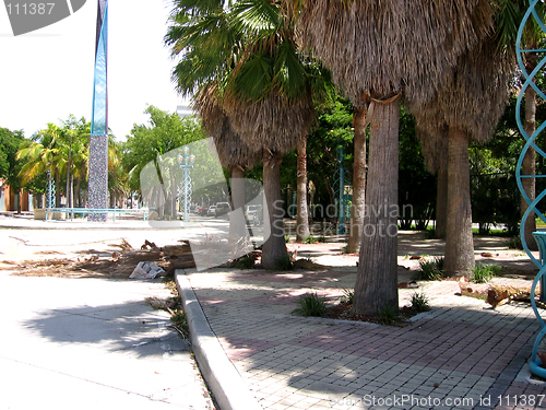 Image of Palm trees 3