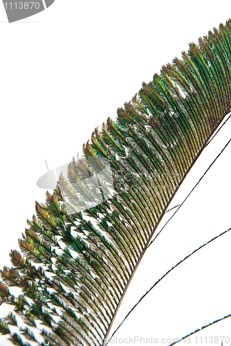 Image of Peacock feather