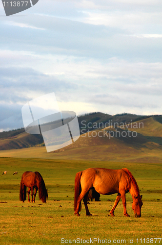 Image of Horse on grasslands