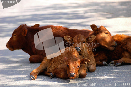 Image of Calf families