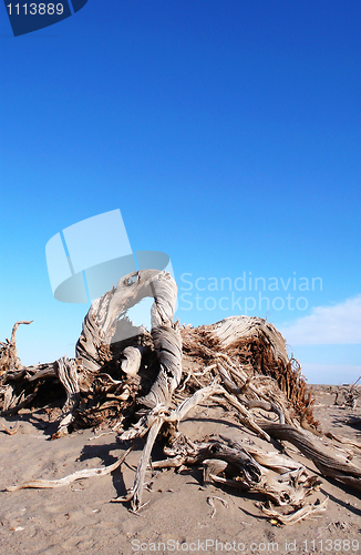 Image of Dead trees in the desert