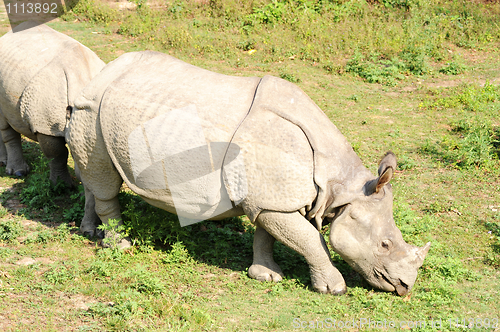 Image of Rhino