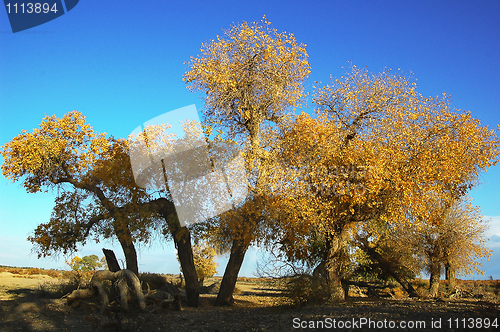 Image of Golden trees in autumn