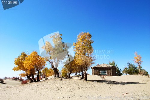 Image of Landscape of golden trees and wooden house in the desert