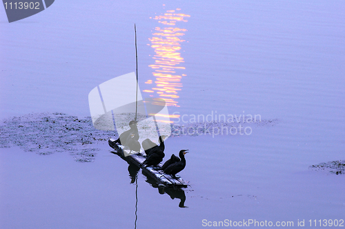 Image of Osprey ready for fishing