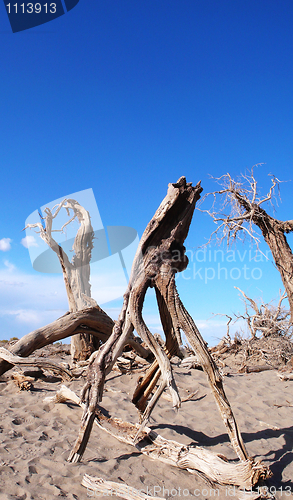 Image of Dead trees in the desert