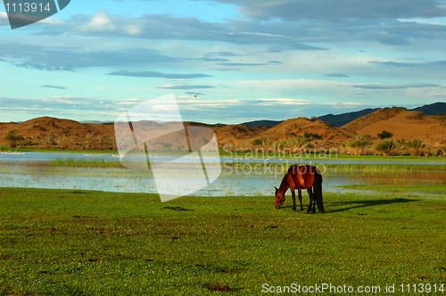 Image of Horse on grasslands