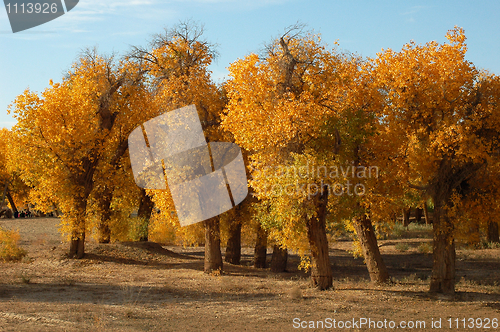 Image of Golden trees in autumn