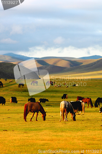 Image of Horse on grasslands