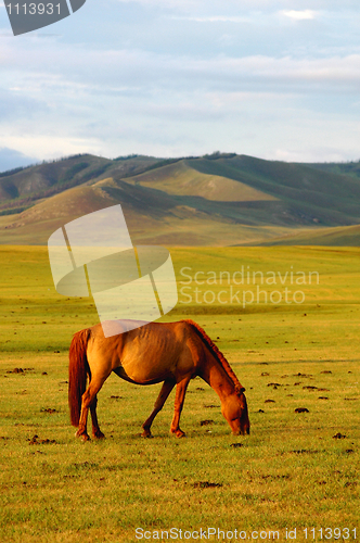 Image of Horse on grasslands