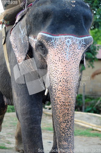 Image of Closeup view of an Asian elephant