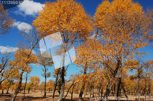 Image of Landscape of golden trees in autumn
