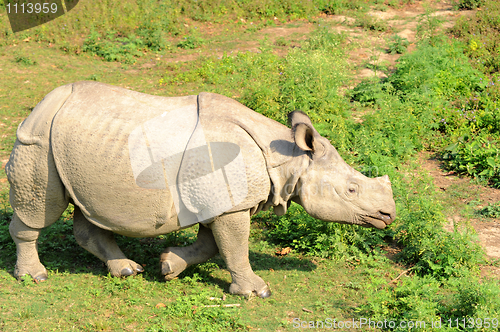 Image of Rhino