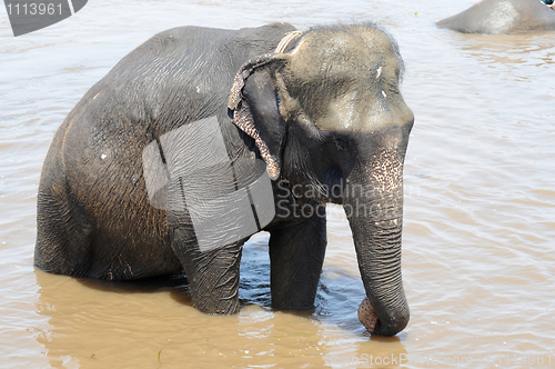 Image of Elephant bathing in river