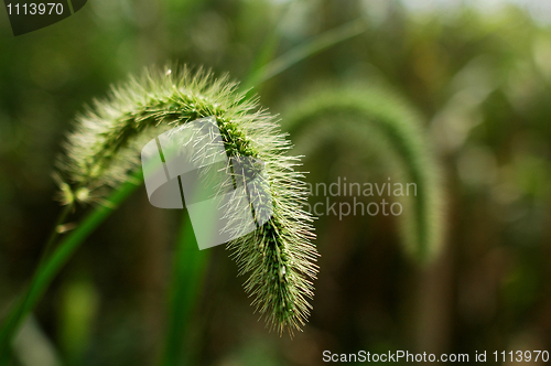 Image of Herb of green bristle grass