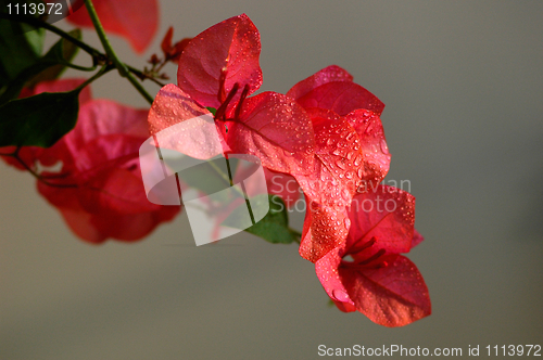 Image of Bougainvillea spectabilis wind with dewdrops